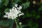 A variety of field plants and flowers in close-up. On stems and twigs with green leaves at different times of the year. Natural bo