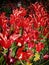 A Variety of Fiery Red Tulips