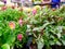Variety of flower leafy young seedlings on the market shelf for planting at home or gardening hobby