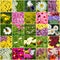 Variety of flowers of different colors, collage