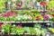 A variety of flowers on the shelves of the market