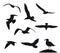 Variety flying sea-gulls vector illustration