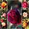 Variety of garden roses. Autumn rosegarden.