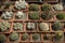 Variety of goods Green cacti and succulents growing in pots