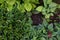 A variety of Green Hostas