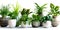 variety of green Indoor plants in ceramic pots on a white background