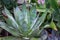 Variety of green and purple giant agave succulents plant backdrop