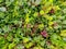 Variety of green sedum and stonecrop for ground cover