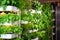 variety of herbs growing in vertical hydroponic system