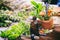 Variety of herbs and mortar on wooden background