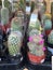 Variety of Household Cactus Trees on sale at a hardware store