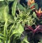 Variety of houseplants on display at the market