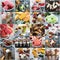 Variety of ice cream collage