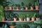 Variety of indoor plants in pots on a wooden shelf near a green wall