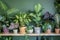 Variety of indoor plants in pots on a wooden shelf near a green wall