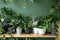 Variety of indoor plants in pots on a wooden shelf near a green wall