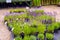 Variety of lavender flowers plants for planting