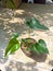 Variety of leaves on the type of anthurium plant