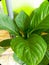 Variety of leaves on the type of anthurium plant