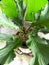 Variety of leaves on the type of anthurium plant