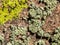 Variety of Lichen on a Rough Rock