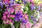 Variety of limonium sinuatum or statice salem, sea lavender flowers in pink, lilac, violet, purple colors in the garden