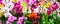 Variety of many different orchid flowers banner