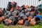 Variety of many plastic flowerpots. Group of black and brown various garden growing pots and vases