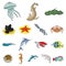 A variety of marine animals cartoon icons in set collection for design. Fish and shellfish vector symbol stock web