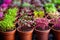 variety of microgreens in colorful pots lined up