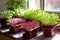 variety of microgreens growing in small pots on sunny windowsill