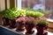 variety of microgreens growing in small pots on sunny windowsill