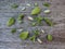 Variety of multiple green succulent leaves ready to be propagated