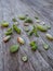 Variety of multiple green succulent leaves ready to be propagated