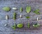 Variety of multiple green succulent leaves ready to be propagated