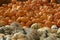 Variety of Orange and White Pumpkins and Gourds