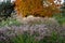 Variety of ornamental grasses and shrubs, photographed at the RHS Wisley garden, Woking, Surrey UK.