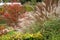 Variety of ornamental grasses and shrubs, photographed at the RHS Wisley garden, Woking, Surrey UK.