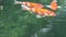 Variety ornamental Koi carp fishes swim in pond