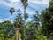 Variety of palms and other trees against blue sky  in garden in Seville, Spain