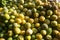 Variety of Peruvian lemons from the Peruvian jungle