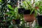 Variety of plants and flowers inside of botanic green house