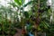 Variety of plants and flowers inside of botanic green house