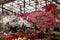 Variety of plants and flowers at local city flower market, Riga, Latvia