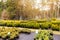 Variety of plants at outdoor tree nursery