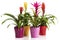Variety of potted Bromeliad plants on white background