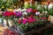 Variety of potted cyclamen persicum plants in pink, red, white colors at the greek garden shop in October