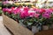 Variety of potted cyclamen persicum plants in red, pink, white colors at the greek garden shop in October