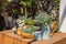 Variety of potted herbs rosemary, lavender and watering can