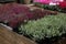 Variety of potted white and pink Calluna vulgaris, common heather, ling, or simply heather flowering plant in November